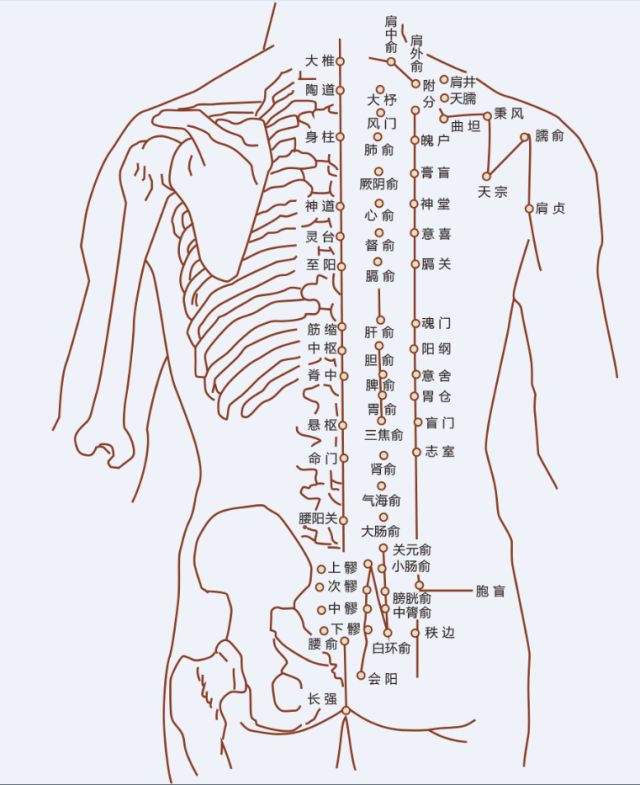 督脉对应的人体反射区图片