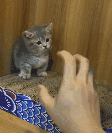 小猫双手投降动图图片