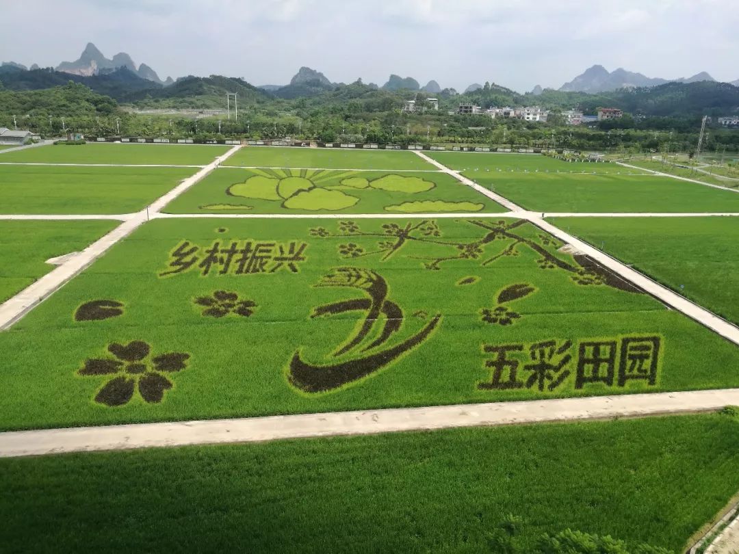 五彩田园的稻田画你知道吗