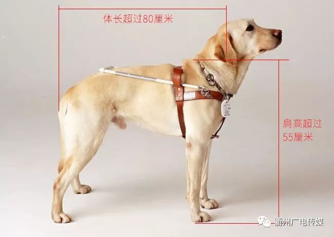 马犬肩高测量示意图图片