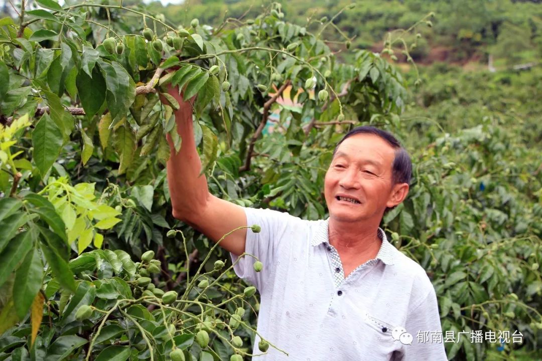 颱風和強降雨對我縣的無核黃皮影響不大