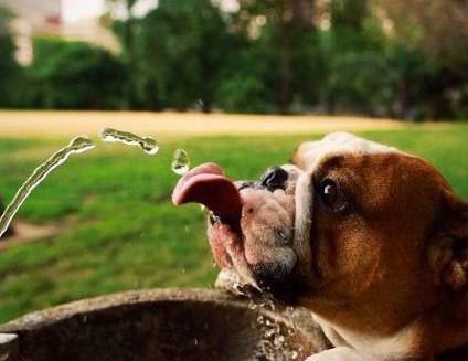 狗喝水 表情包图片