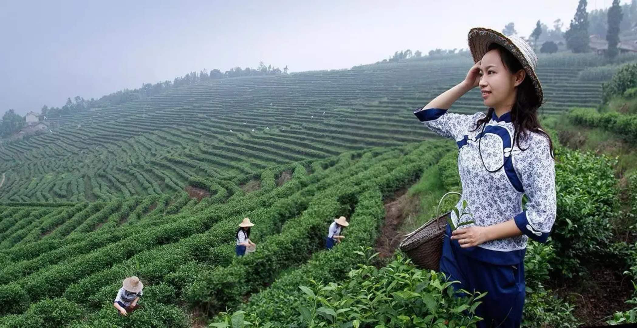 第三屆中國茶鄉峨眉山國際茶博會7月6日啟幕