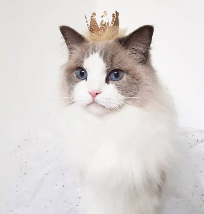 网友家的这只布偶女王范儿十足,还有定制的小皇冠