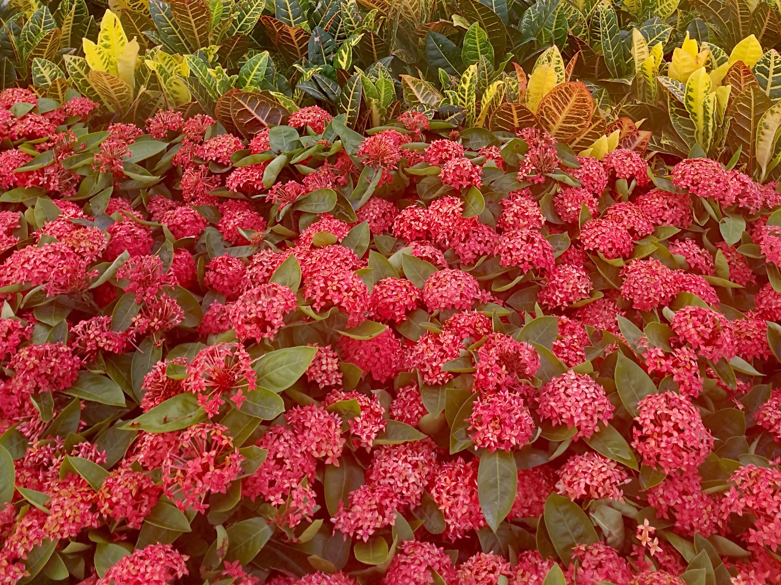 龙船花随着端午节如期而至,花儿竞放就像力争上游的龙舟精神!