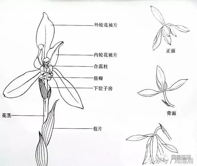 海棠花解剖图图片