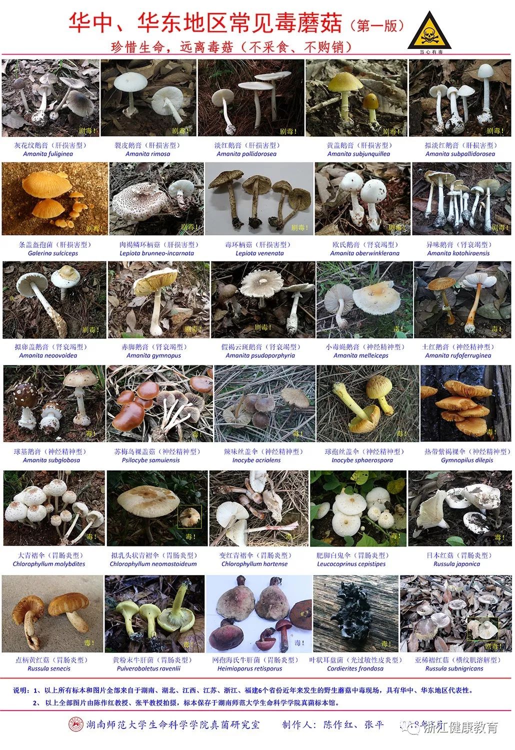 近期我省进入毒蘑菇中毒高发季节 浙江省疾控中心提醒