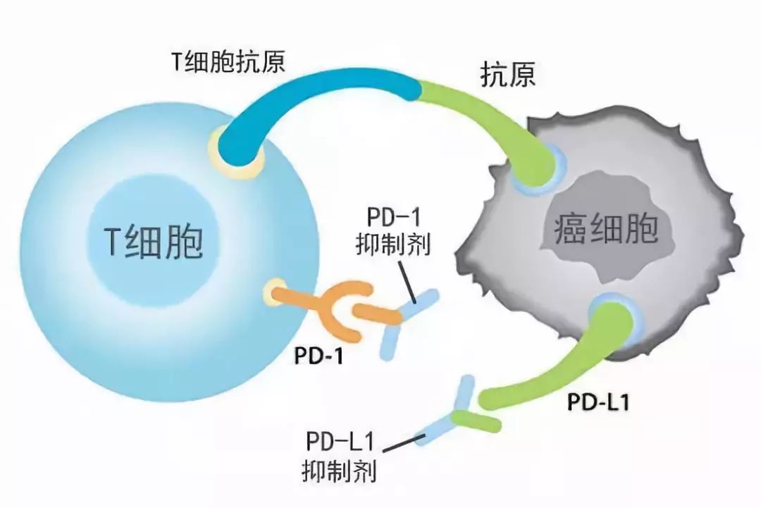 靶向藥雖然有效率高,起效快,但有一個永遠跨不過去的坎:就是耐藥