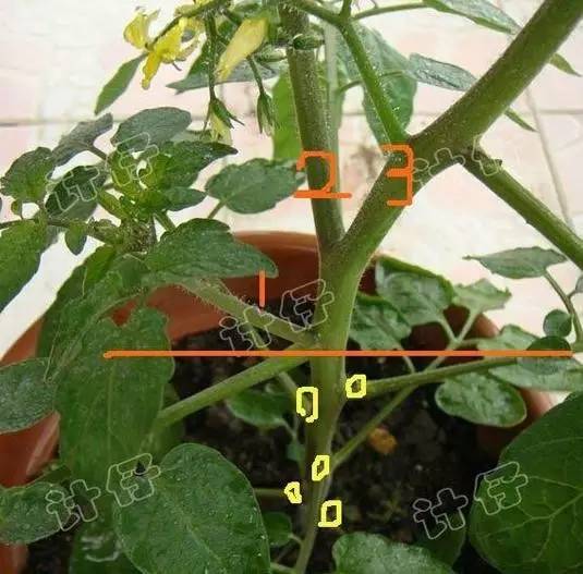 11,再看整枝后的番茄这时可以把第一朵花序摘除如下图黄线所示