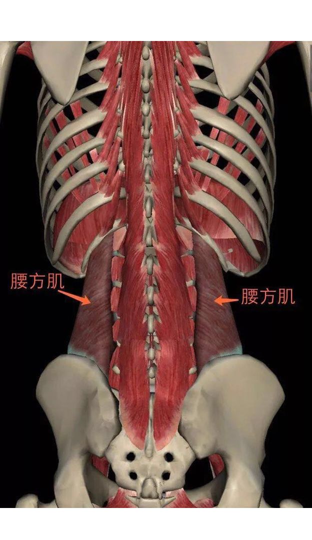 腰肌的位置示意图图片