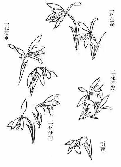 兰花怎么画取法芥子园