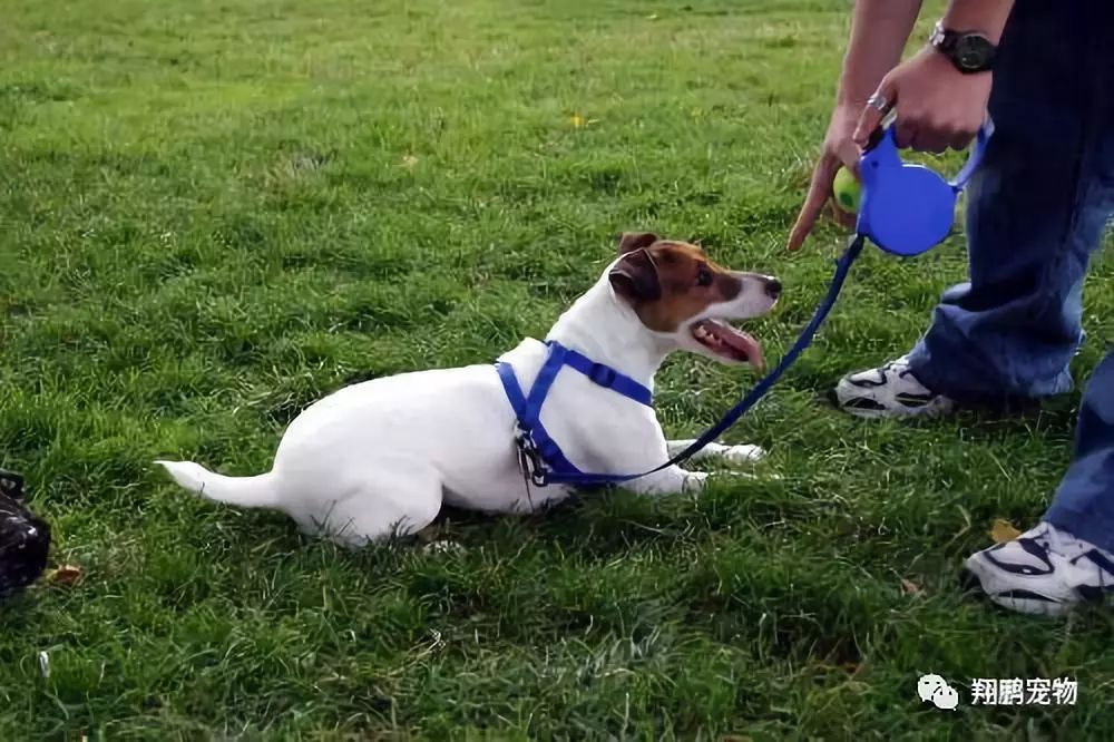 【翔鵬訓犬教程】訓練寵物犬的基礎服從性