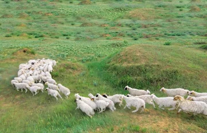 生长在干旱荒漠盐滩植被草场上的滩羊,从生下来就吃着耐旱的小半灌木