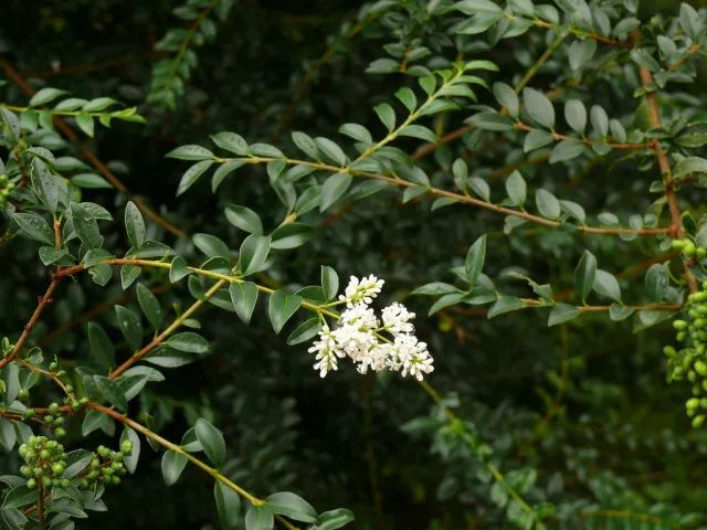 主要分為兩大類:一類是以冬青科冬青屬植物為主的大葉苦丁茶,如華東