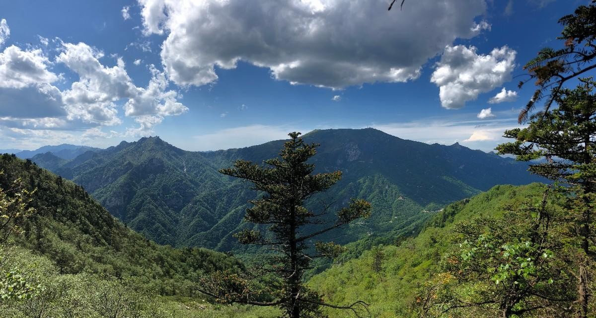 鹿角梁位于秦岭腹地分水岭西南,海拔2700米,是陕西牛背梁自然保护区西