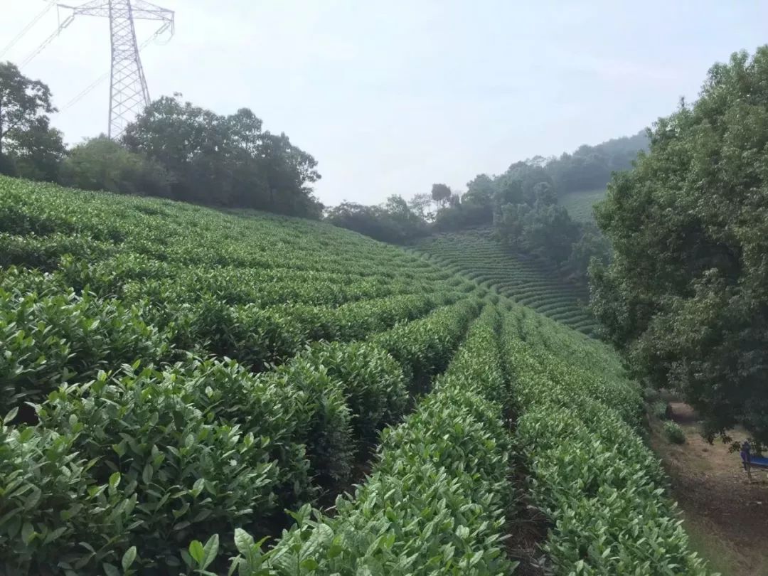 安吉白茶茶園遲修重剪模式的探討三