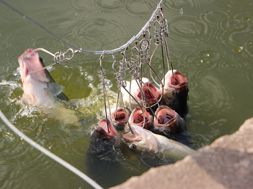 漁網撈魚太缺德!現流行鋼鎖魚扣!讓大魚小魚難逃脫也不易死腥