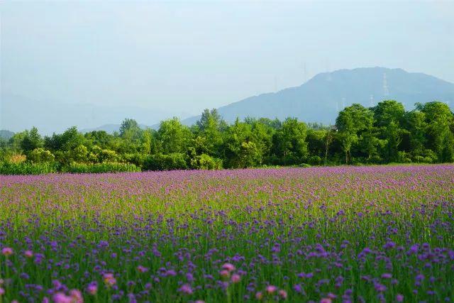 富阳花海蓝田图片