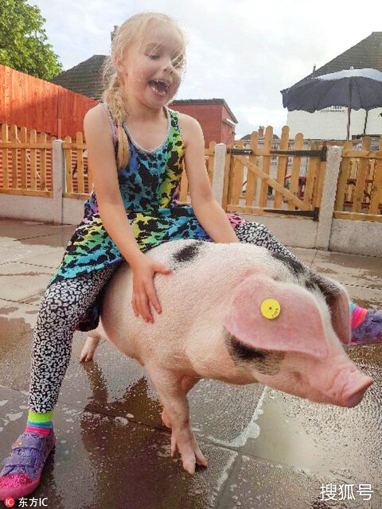 猪猪女孩!7岁小女生和500斤宠物猪做最佳队友