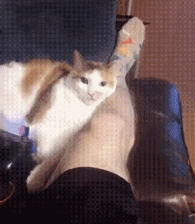 猫晃脚表情包图片