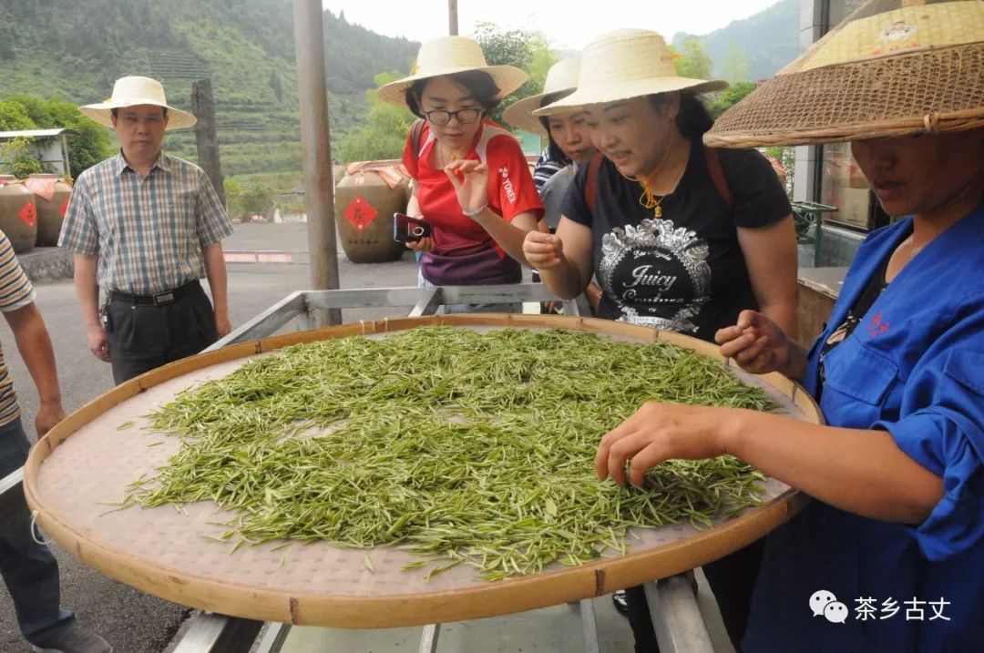 牛角山茶业图片