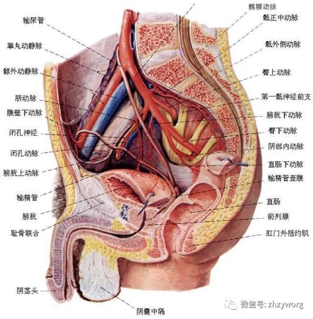 尿道有白色分泌物图图片