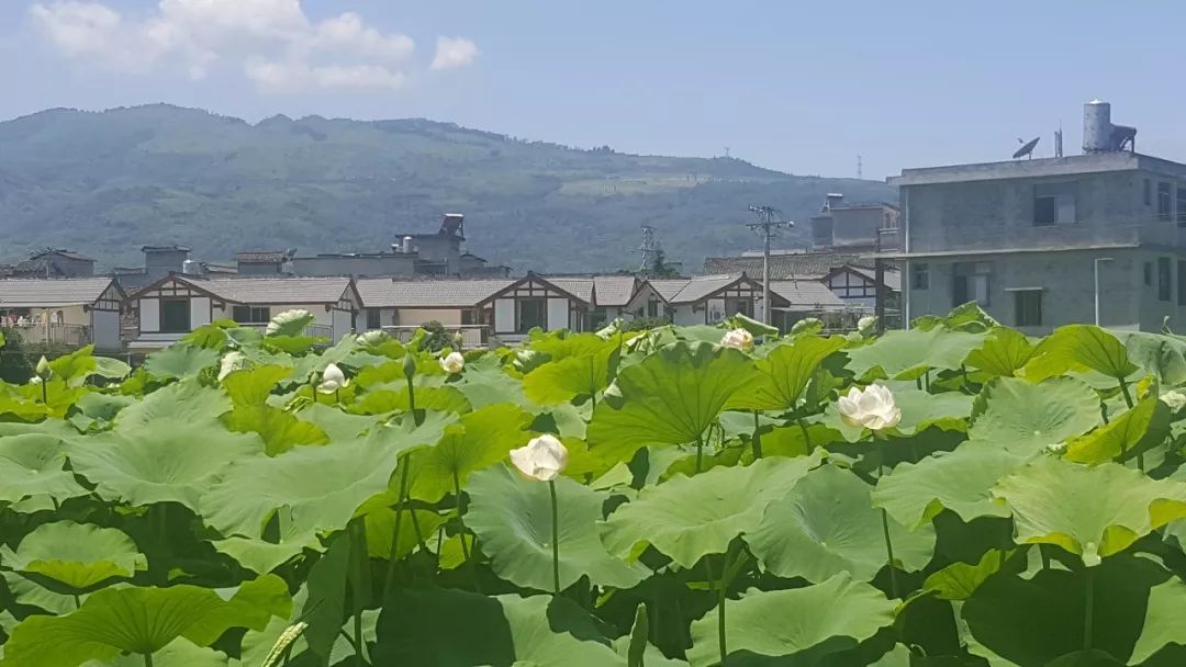 寻觅到一处被荷花包围的小村庄赏美景品美食摘蔬菜巴适得板