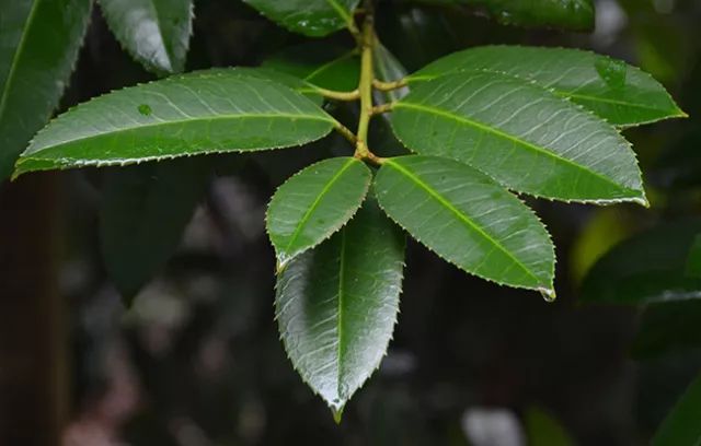 沒喝過苦丁茶可你一定見過它結果