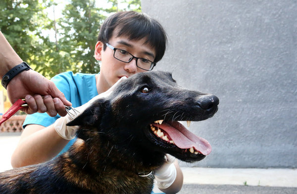 隊的一隻搜救犬,正側躺在地上做體檢抽血項目,消防戰士一隻手撫摸著它