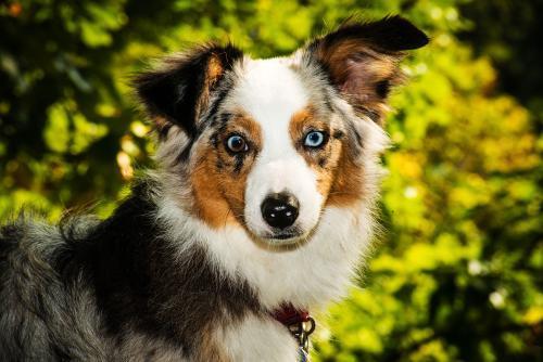 澳大利亚牧羊犬