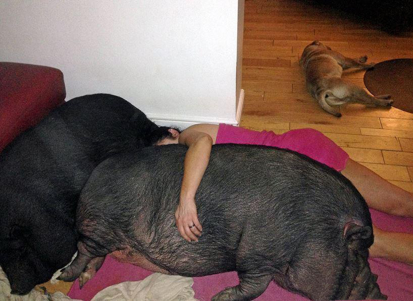 男人抱着猪睡觉的照片图片