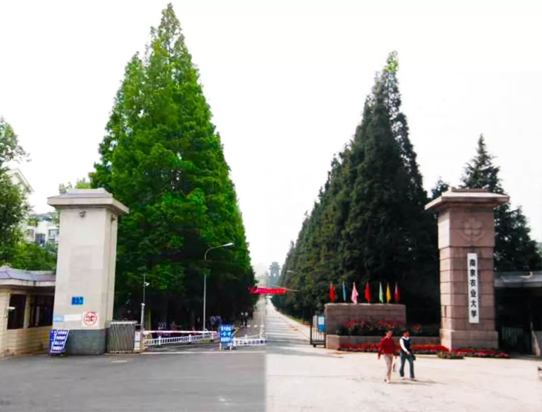 南京农业大学北门图片