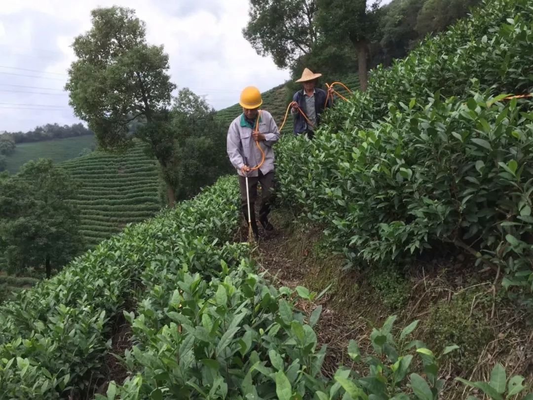 安吉白茶茶園遲修重剪模式的探討三