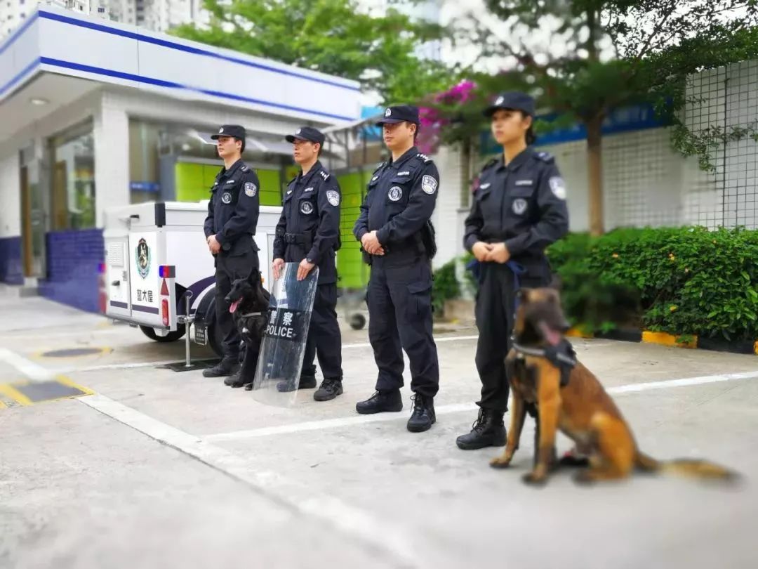 警犬刀锋现状图片