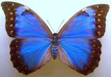 蓝色燕尾蝶图片