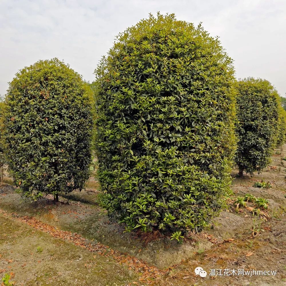 大量收购绿化树(大量收购绿化树群里发的)