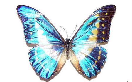 组图:地球上80大最美丽的蝴蝶排行榜,最美当属光明女神蝶