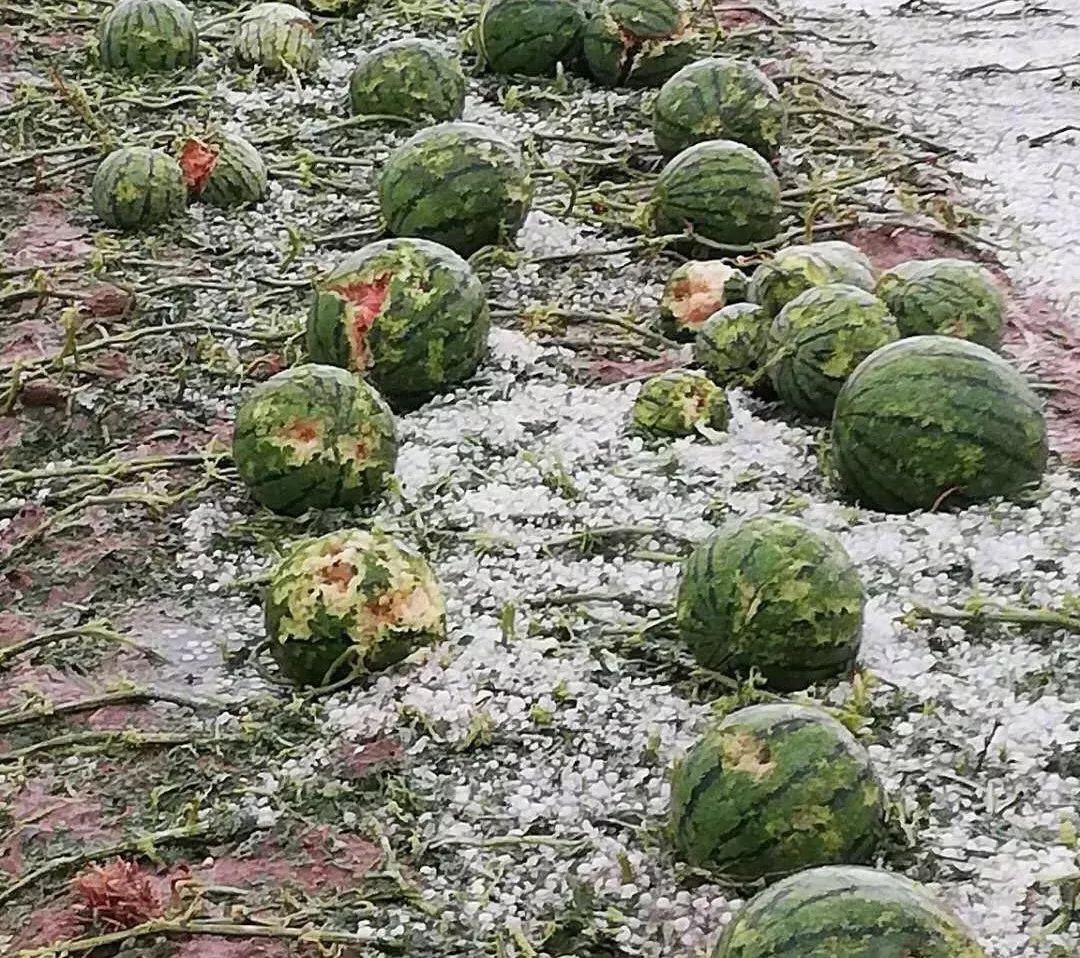 西瓜被冰雹砸了的图片图片