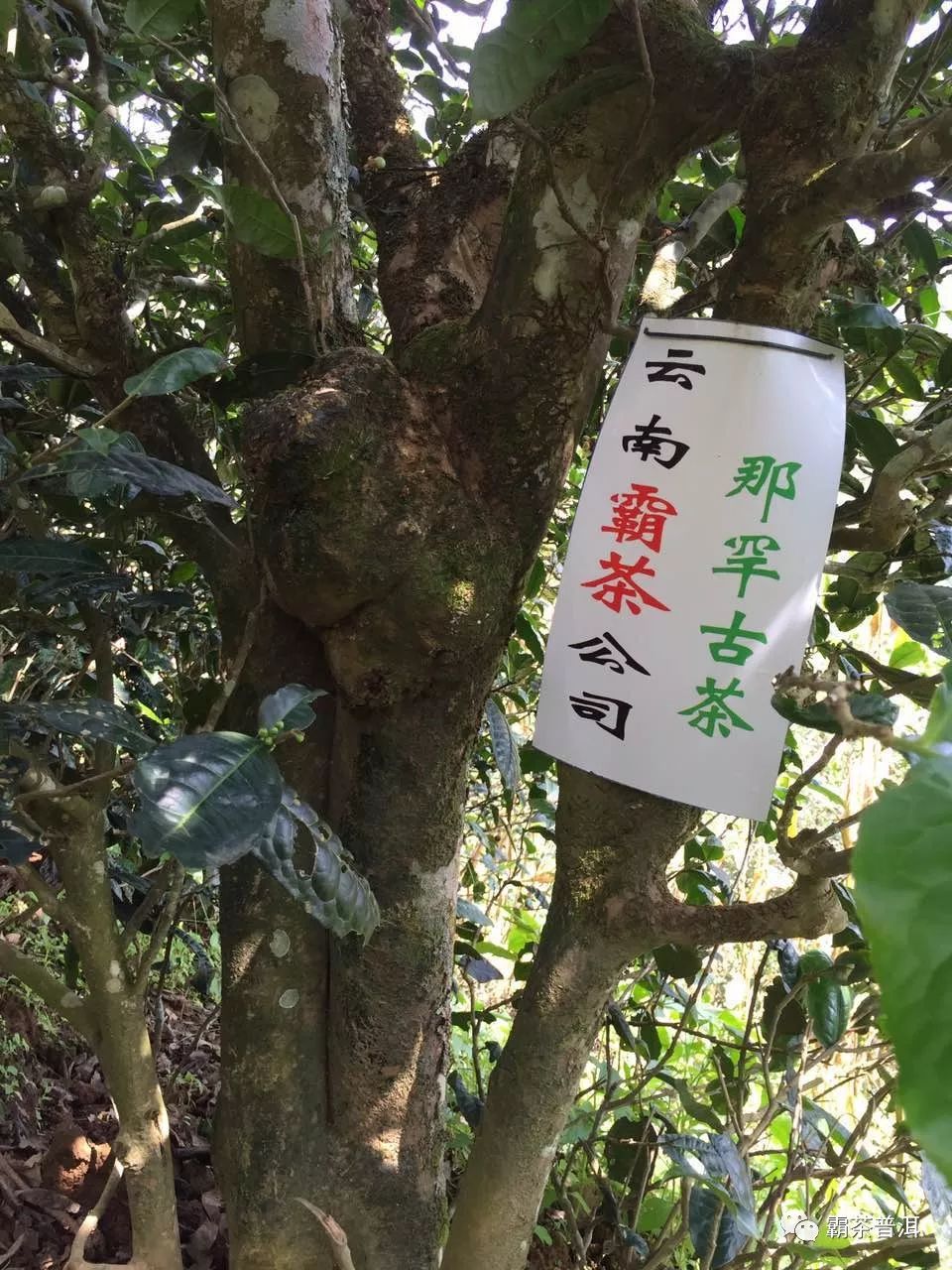 古茶园日照充足,雨露湿度大,澜沧江水从那罕古茶园山脚流过,一路向南