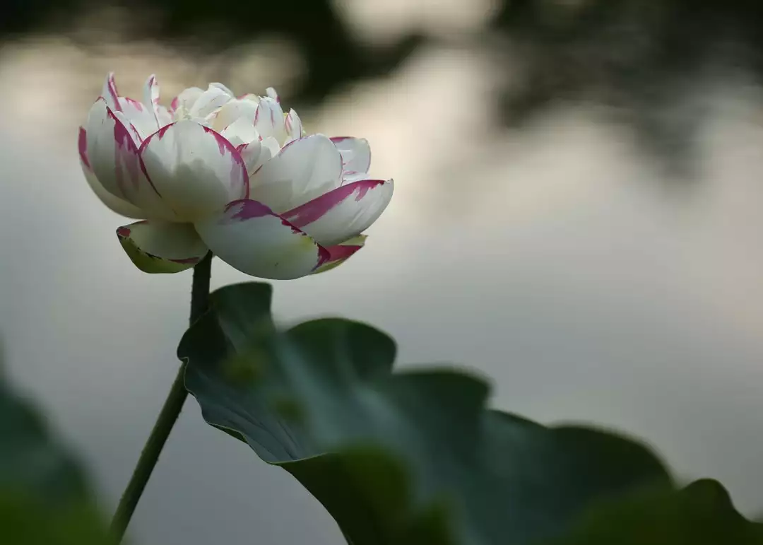 汴梁旅游 大家风范:佛系香荷观铁塔 花开半夏若心莲