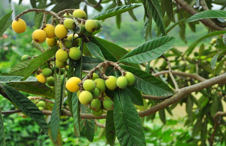 山糍粑植物图片