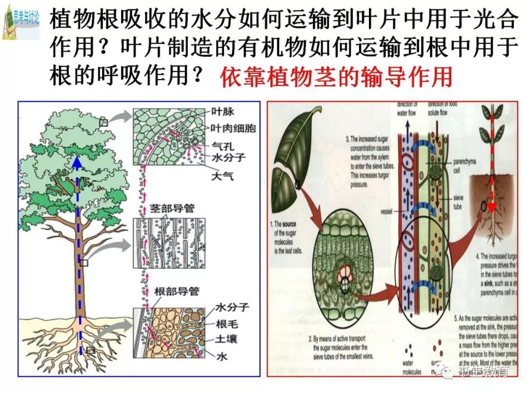 植物茎的输导功能图片