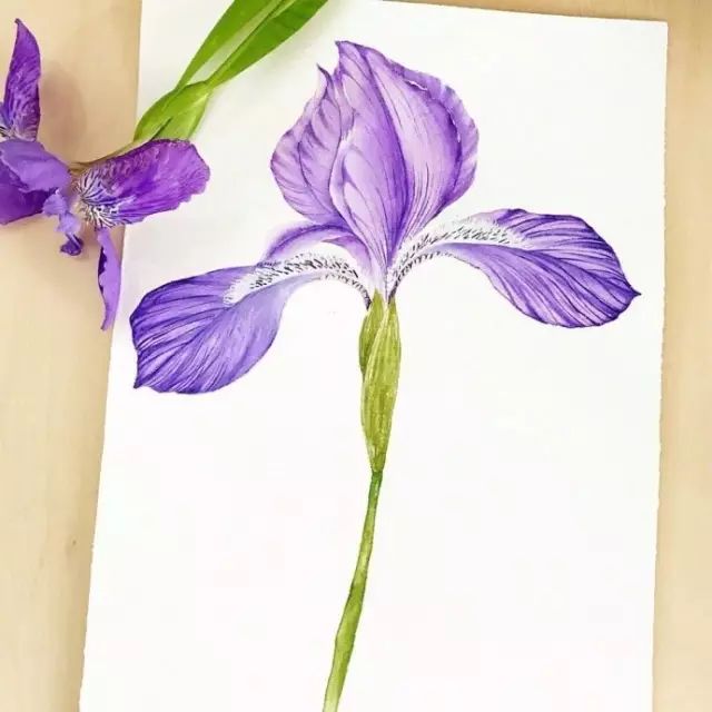 紫鸢花简笔画图片