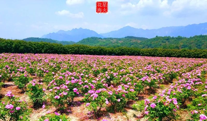 千亩花海遍地繁花盛开,一幅浑然天成的自然画卷正在地域广袤的江油