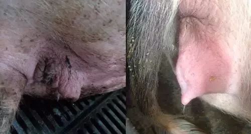 炎母猪体温升高,卧下时从阴道内流出白色或红褐色粘液或脓性分泌物,粘
