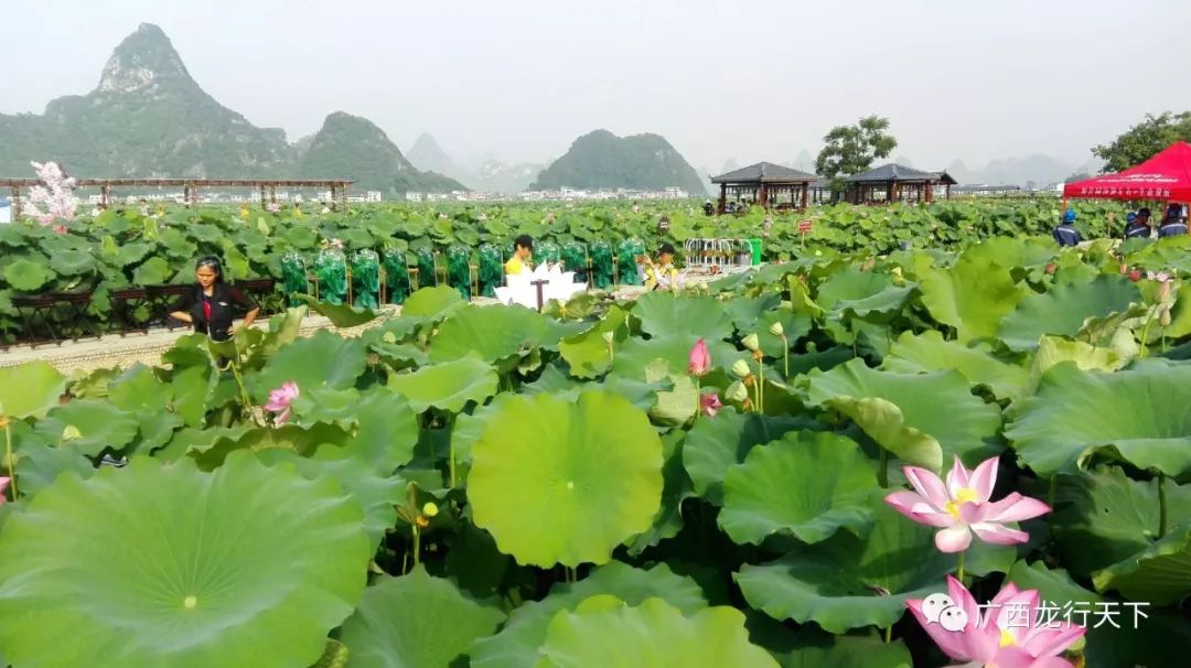 醉美莲花小镇—柳江万亩荷海花香惹人醉