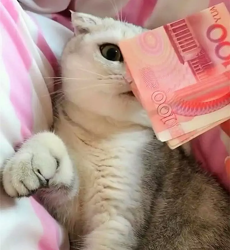 100元人民币猫图案图片