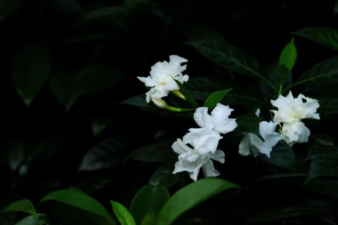 【每日一花】狗牙花