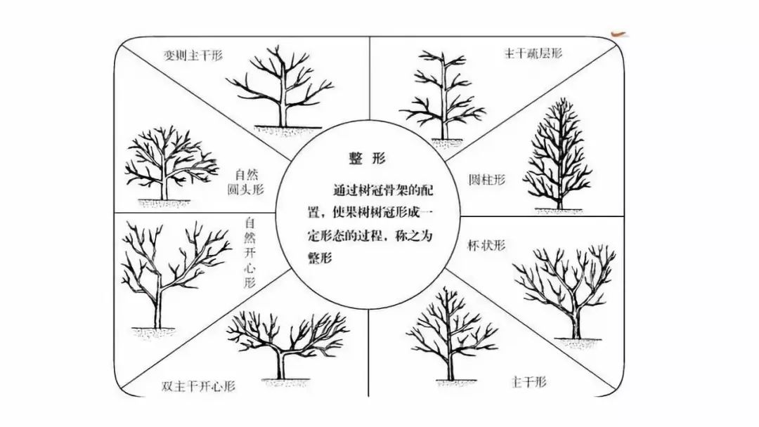 柑橘树形修剪图解图片