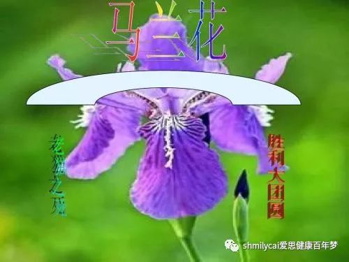 云飞演唱的马兰花简谱图片